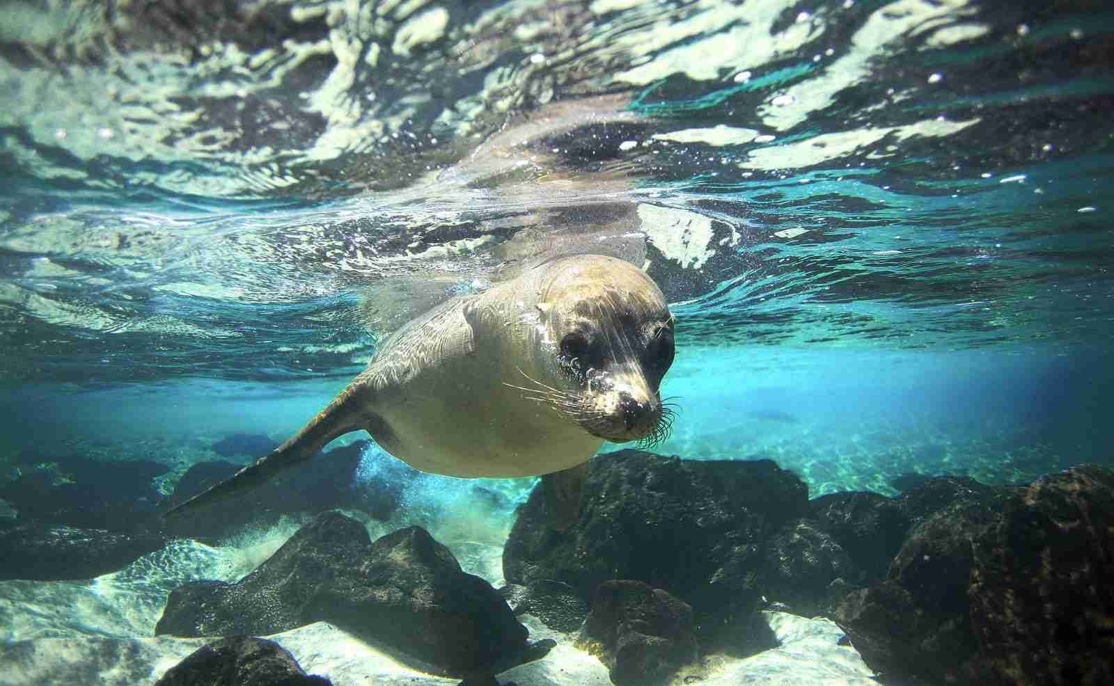 Sea Lions of the Galapagos